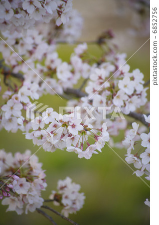 櫻花 櫻花 6852756
