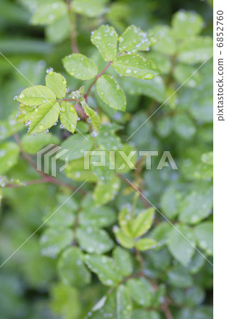 雨葉與雨 雨葉與雨 6852760