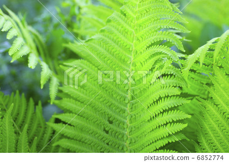 特寫蕨葉 6852774