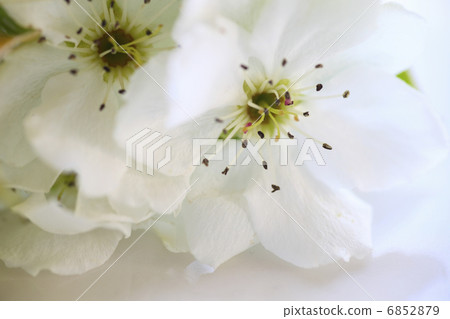 透明白色花瓣的梨花 透明白色花瓣的梨花 6852879