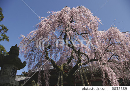 Weeping cherry tree 6852889