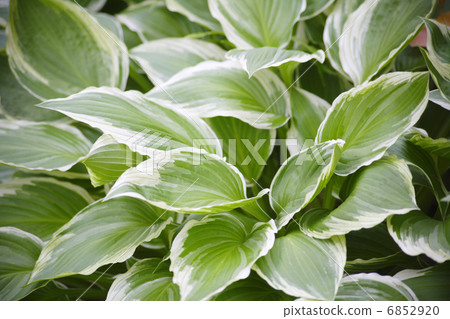 養樹蔭庭院 6852920