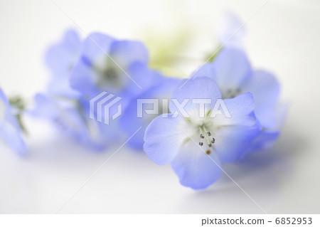 藍色nemophila 藍色nemophila 6852953