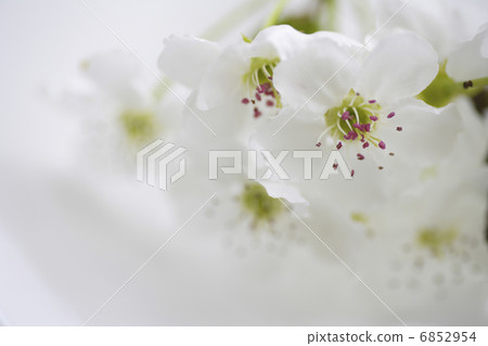 白梨花 6852954