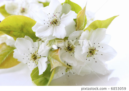 Transparent white petaled pear flower 6853059