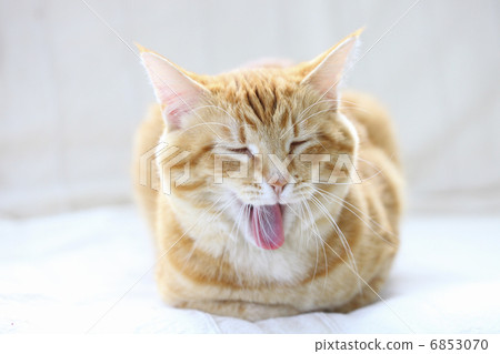 茶貓在沙發打呵欠 6853070