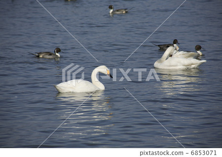 天鵝 6853071