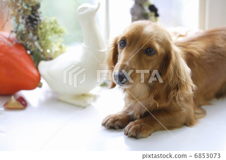 白色窗口邊微型dachs 6853073