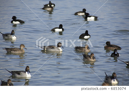 水鳥 6853074