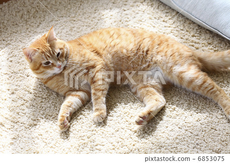 新郎的茶烏龜貓 新郎的茶烏龜貓 6853075