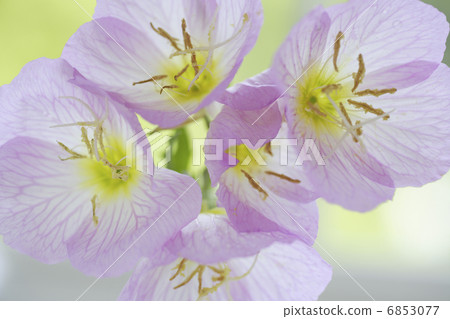 在一個玻璃容器裝飾的晚櫻草花束 6853077