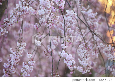 垂枝櫻花 垂枝櫻花 6853078
