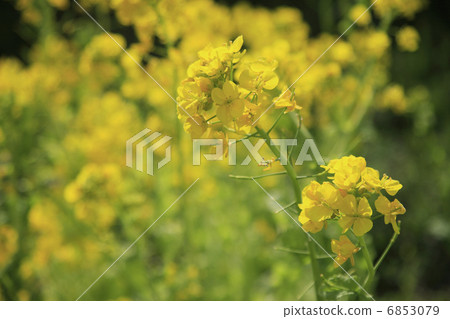 強姦開花 6853079