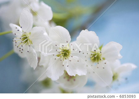 白梨花 6853093