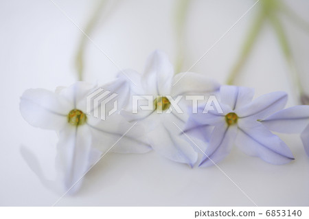 Hananilla image photo 6853140