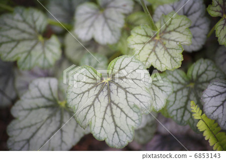 與Huquera的花園 6853143