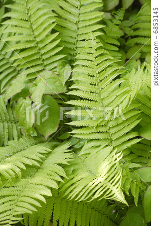 影園的Kusasotsetsu 6853145