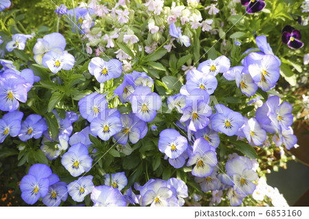 Purple viola that blooms in spring 6853160