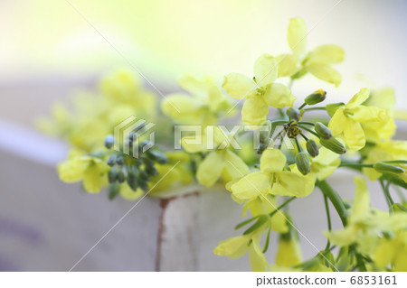 Broccoli yellow flowers 6853161