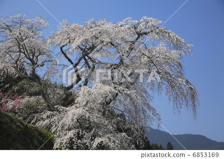 Matabei Sakura 6853169