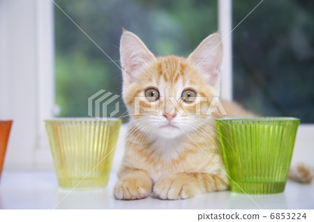 Kitten with camera looking at window Kitten with camera looking at window 6853224