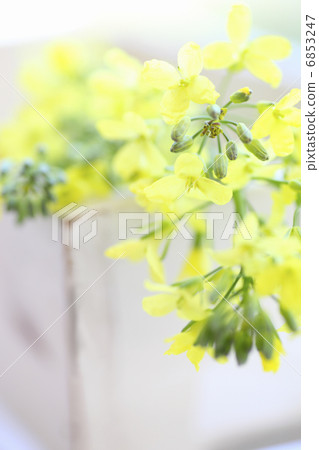 西蘭花黃色的花朵 6853247