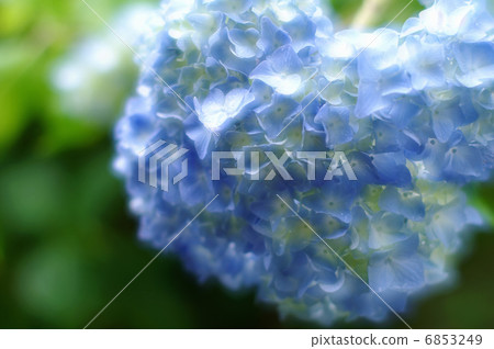 繡球 繡球 6853249