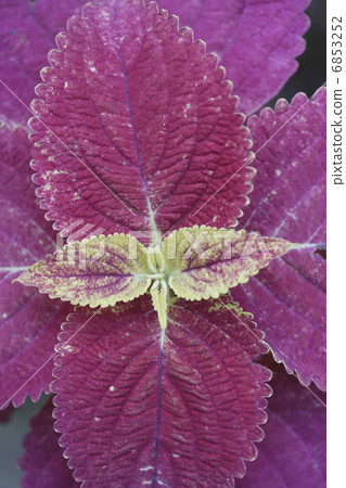 輝煌的科里烏斯 6853252