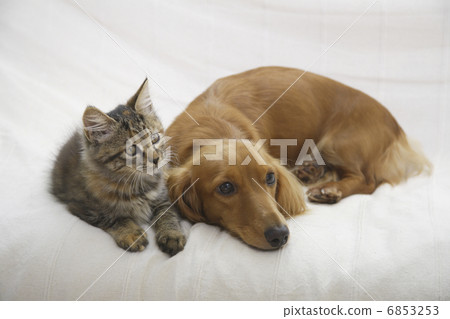 一個好朋友在沙發上達赫斯和一隻小貓 6853253