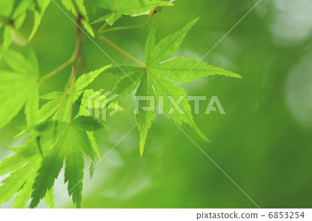 新鮮的綠色的楓樹 6853254
