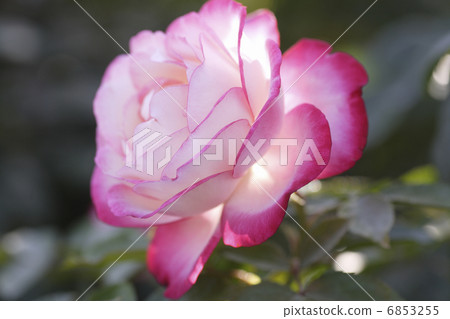 特寫粉紅色玫瑰 6853255
