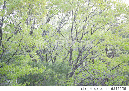 新鮮的綠色森林 新鮮的綠色森林 6853256