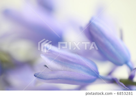 Schiller Campagnola Schiller Campagnola 6853281