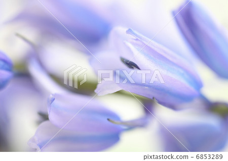 席勒坎帕尼奧拉 席勒坎帕尼奧拉 6853289