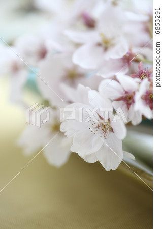 櫻花有髭背景 6853291