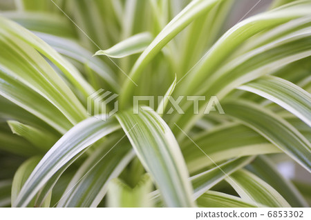 葉子植物的Orizururan 葉子植物的Orizururan 6853302