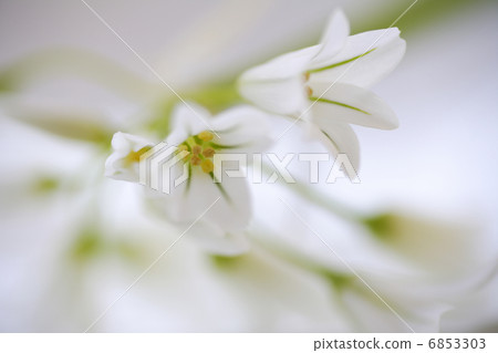 Spring Flower Allem Spring Flower Allem 6853303