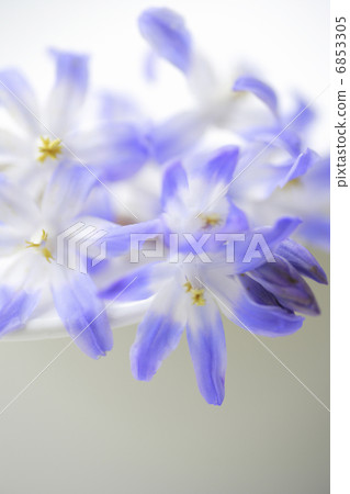 Flowers of Thionodsukusa Flowers of Thionodsukusa 6853305