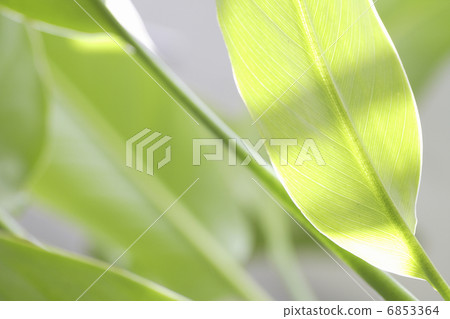 Tabibitonoki of the foliage plant Tabibitonoki of the foliage plant 6853364