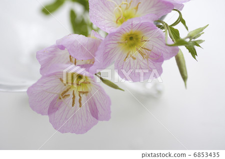 Evening primrose bouquet decorated in a glass container 6853435
