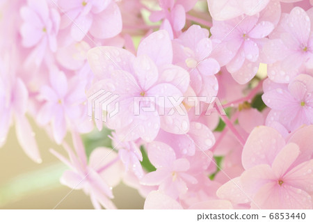 Close-up pink colored hydrangea 6853440