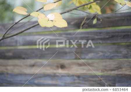 Wooden wall and wigwood tree 6853464