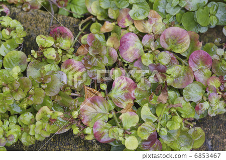 Ground cover grass 6853467