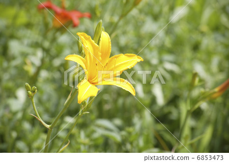 一個生動綻放的黃色吻 6853473