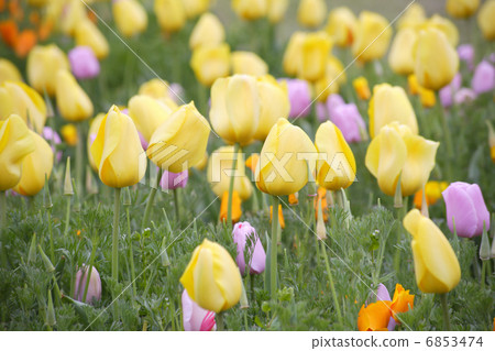 Yellow tulip fields in full bloom 6853474