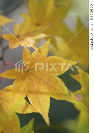秋天的樹葉 6853490