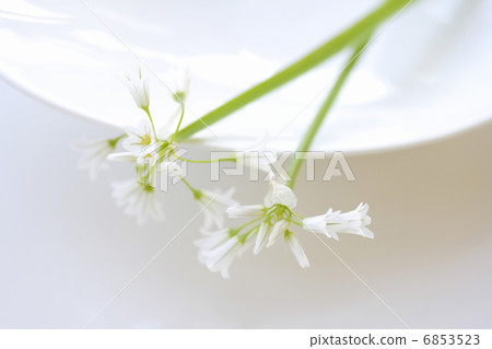 Spring Flower Allem 6853523