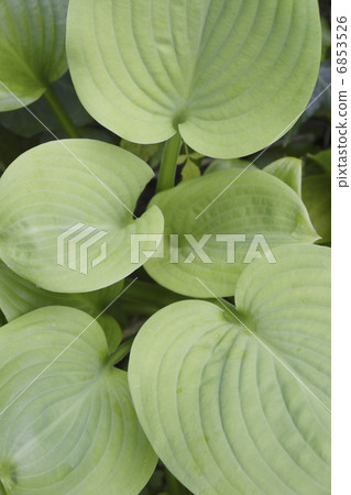 Giboshi的葉子 6853526