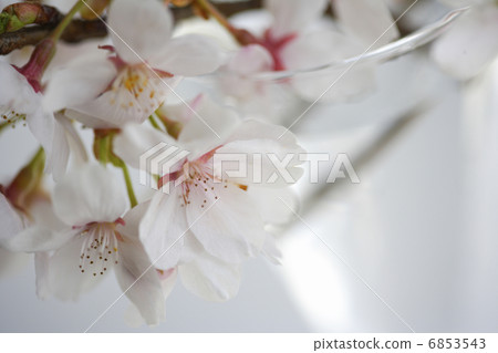 Cherry blossom at the window side Cherry blossom at the window side 6853543