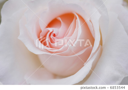 Close-up of roses Close-up of roses 6853544